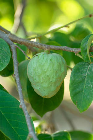 Plantations of cherimoya custard apple fruits in Granada-Malaga Tropical Coast subtropical region,...