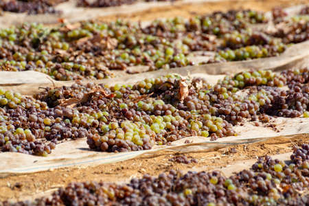 Traditional drying of sweet wine pedro ximenez grapes under hot sun on fields in Montilla-Moriles wine region, Andalusia, Spainの写真素材