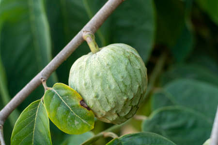 Plantations of cherimoya custard apple fruits in Granada-Malaga Tropical Coast subtropical region,...