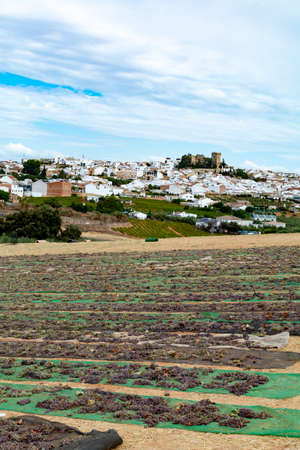 Traditional drying of sweet wine pedro ximenez grapes under hot sun on fields in Montilla-Moriles...
