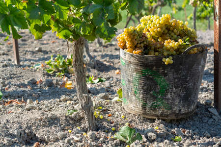 Bucket with new harvest of ripe white grape growing on special light soil in Andalusia, Spain, sweet pedro ximenez or muscat, or palomino grape ready to harvest, used for production of jerez, sherry sweet and dry winesの写真素材