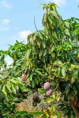 Cultivation of exotic sweet fruit mango in subtropical Malaga-Granada tropical coast region, Andalusia, Spain, ripe big mango fruits in treeの写真素材