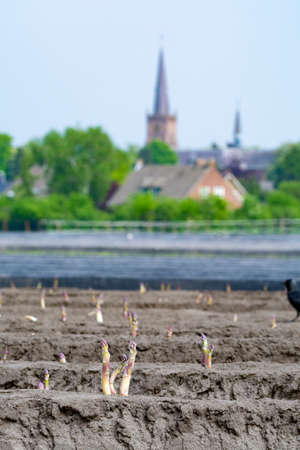 New harvest season on asparagus vegetable fields, white and purple asparagus growing uncovered on farm, countryside landscape with town churchの写真素材