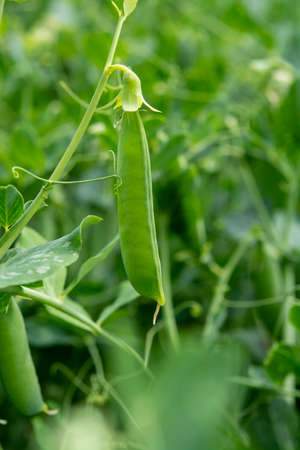 Green pea, sugar snap plants growing on farming fields in summerの写真素材