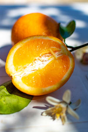 New harvest of sweet tasty organic oranges, oranges and flowers of orange tree on table in garden in sun lightsの写真素材