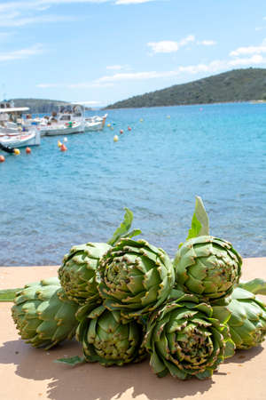 Bunch of fresh raw artichokes heads from artichoke plantation, new harvest in Argolida, Greece, ready to cookの写真素材