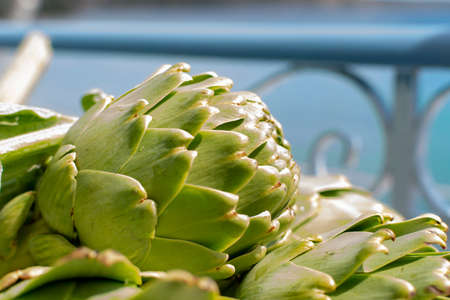 Bunch of fresh raw artichokes heads from artichoke plantation, new harvest in Argolida, Greece, ready to cookの写真素材