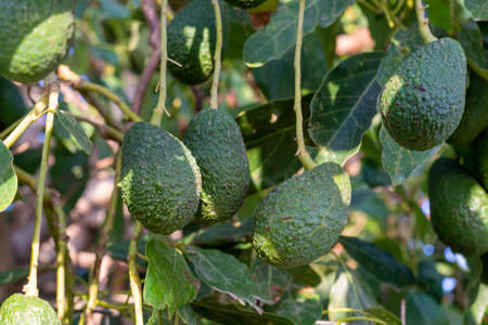 Cultivation on farms of tasty hass avocado trees, organic avocado plantations in Costa Tropical,...