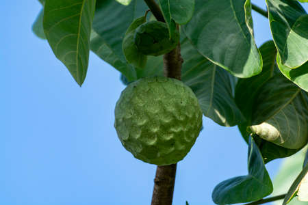 Plantations of cherimoya custard apple fruits in Granada-Malaga Tropical Coast subtropical region, Andalusia, Spain, green cherimoya growing on treeの写真素材