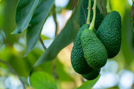 Cultivation on farms of tasty hass avocado trees, organic avocado plantations in Costa Tropical, Andalusia, Spainの写真素材