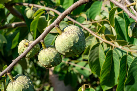Plantations of cherimoya custard apple fruits in Granada-Malaga Tropical Coast subtropical region,...