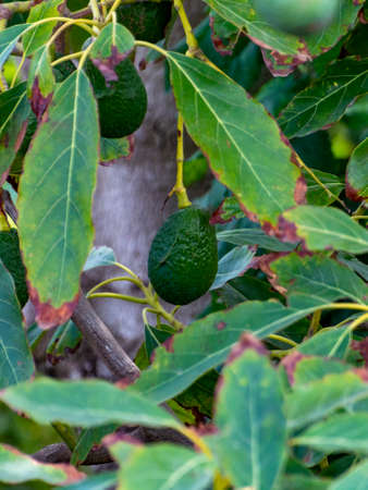 Cultivation on farms of tasty hass avocado trees, organic avocado plantations in Costa Tropical,...