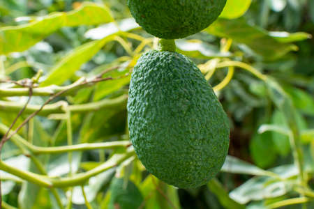 Cultivation on farms of tasty hass avocado trees, organic avocado plantations in Costa Tropical, Andalusia, Spainの写真素材