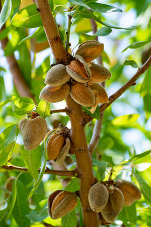 Ripe almond nuts on tree ready for harvest close up