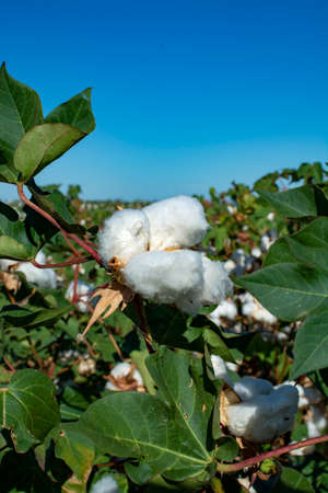 Plantations of organic fiber cotton plans with white buds ready for harvest, Andalusia, Spainの写真素材