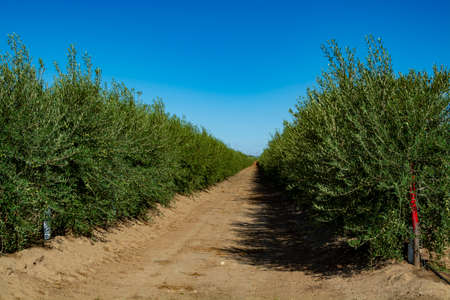 Many olive trees growing on plantations in rows in Andalusia near Cordoba, Spain, olive oil productionの写真素材