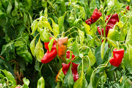 Red sweet turkish paprika vegetable growing on fields in Spain