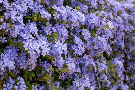 Summer blossom of blue plumbago flowers, nature backgroundの写真素材