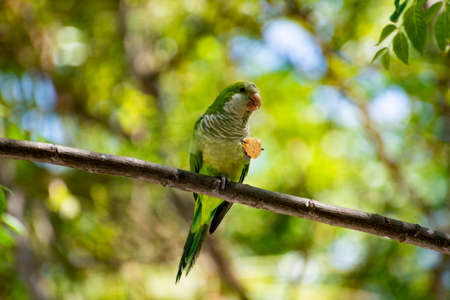 Little green parrot sits on tree and eats cookies, nature life backgroundの写真素材