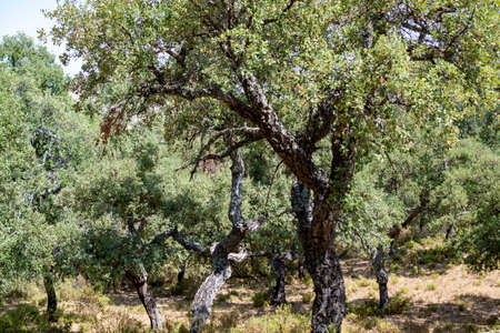 Grove with cork oaks, primary source of cork for wine bottle stoppers and other uses in Andalusia, Spainの写真素材