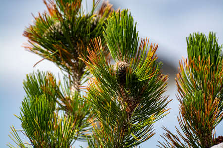 Pine tree branch with cones close up with mountains on background, winter ski vacation or christmas...