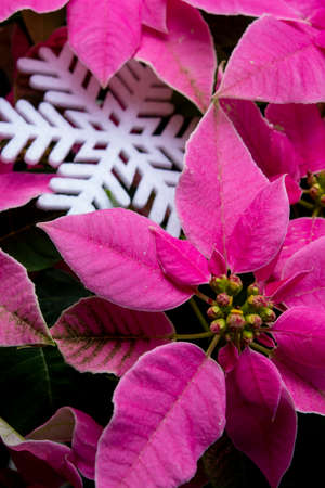 Christmas decoration, poinsettia plant pink Christmas star and white slowflake close upの写真素材