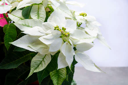 Christmas decoration, poinsettia plant white Christmas star close upの写真素材