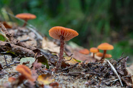 Unedible toxic forest mushroom, poisonous fungus