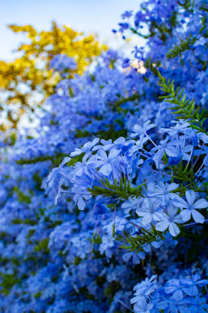 Summer blossom of blue plumbago flowers, nature background