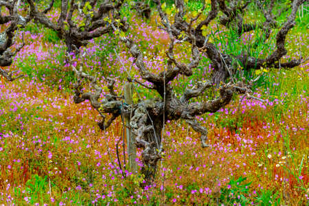 Old trunks and young green shoots of wine grape plants in rows in vineyard and spring wild flowers, wine production in Greeceの写真素材