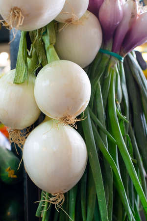 Fresh harvested white onion for sale on weekly spanish market in Andalusia, Spain, close upの写真素材