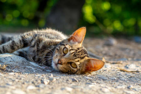 One small shorthair tabby kitten lying on ground in garden in sunlights