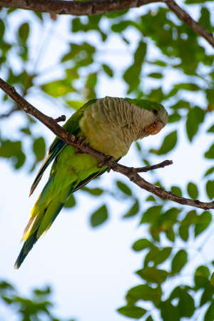 Little green parrot sits on tree and eats cookies, nature life backgroundの写真素材