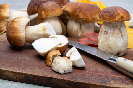 Fresh raw edible forest mushrooms Boletus Edulis or porcini fungus, tasty vegetarian food close upの写真素材