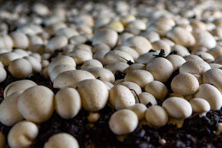 White champignon mushrooms growing on soil in dark grotten on champignons farmの写真素材