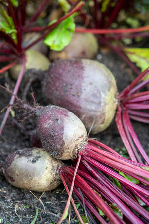 Harvest of red beetroots in autumn garden close upの写真素材