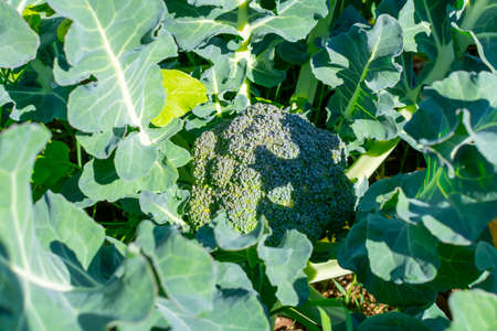 Farm field with rows of young fresh green broccoli cabbage plants growing outside under greek sun, agriculture in Greece.の写真素材