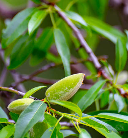 Young green almond nuts riping on almond tree close upの写真素材