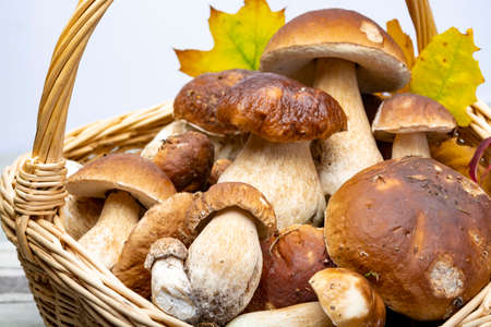 Basket with fresh edible forest mushrooms Boletus Edulis or porcini fungus, tasty vegetarian food, ready for cookの写真素材