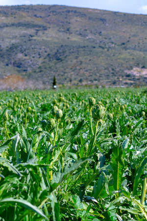 Farm field with green artichoke plants with ripe flower heads ready to new harvest in Greeceの写真素材