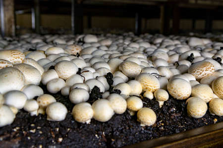 White champignon mushrooms growing on soil in dark grotten on champignons farm