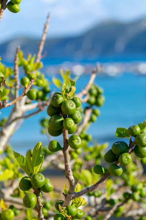 Unripe green figs fruits riping on fig tree close up with blue sky background