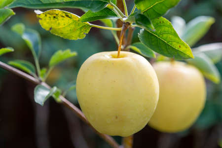 Ripe golden delicious apples hanging on tree in garden ready for harvestの写真素材