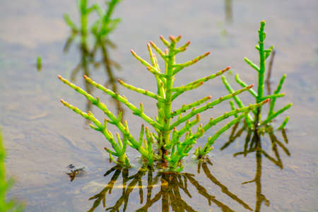 Salicornia edible plants growing in salt marshes, beaches, and mangroves, named also glasswort, pickleweed, picklegrass, marsh samphire, mouse tits, sea beans, samphire greens or sea asparagus.の写真素材