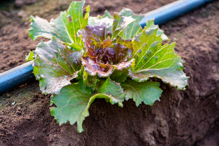 Farmers field with growing in rows green organic lettuce leaf vegetables close up