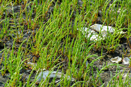 Salicornia edible plants growing in salt marshes, beaches, and mangroves, named also glasswort,...