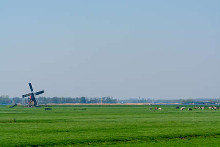 View on traditional Dutch wind mill and cows on green pasture, spring landscape in North Holland,...