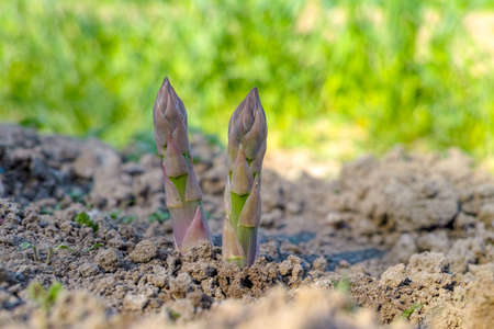 Ripe organic green asparagus growing on farmers field ready to harvest, close upの写真素材