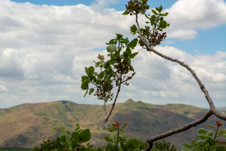 Cultivation of important ingredient of Italian cuisine, plantation of pistachio trees with ripening pistachio nuts near Bronte, located on slopes of Mount Etna volcano, Sicily, Italyの写真素材
