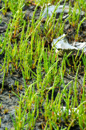 Salicornia edible plants growing in salt marshes, beaches, and mangroves, named also glasswort,...